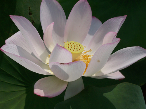 Nelumbo nucifera from China, more commonly known as the 'sacred lotus'. Image credit: Jane Shen-Miller /UCLA