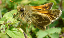 The silver-spotted skipper, needs temperatures of 25°C to become fully active. Image credit: Zoe Davies.