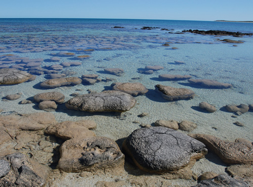 Stromatolites, once widespread in coastal areas, now thrive in just a few locations in the tropical Atlantic and Indian Oceans and in some very salty lakes. The formations seen here are near Shark Bay on the western coast of Australia. The cyanobacteria in stromatolites live very near the surface of the rock, where they can receive the sunlight they need to photosynthesize. (Photo by Virginia Edgcomb, Woods Hole Oceanographic Institution)