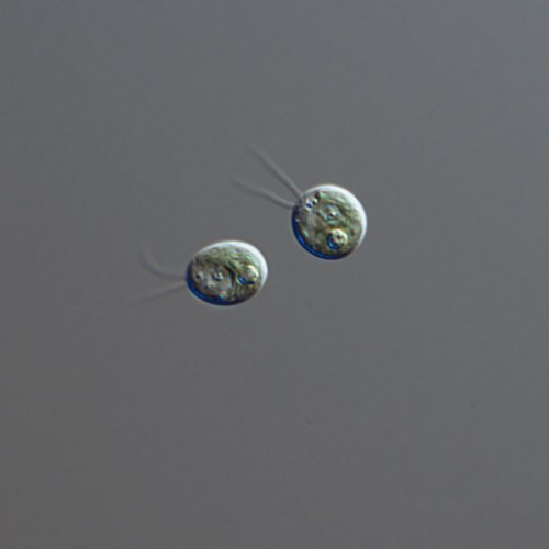 Powered by its two tail-like flagella, the unicellular Chlamydomonas reinhardtii is believed to be similar to the unicellular ancestor of all volvocine algae. (Photo by Deborah Shelton)