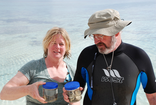 WHOI microbial ecologist Virginia Edgcomb and geobiologist Roger Summons of the Massachusetts Institute of Technology, co-authors of the current study, with samples of stromatolites they collected from Shark Bay, Australia. (Photo courtesy of Richard Sperduto)