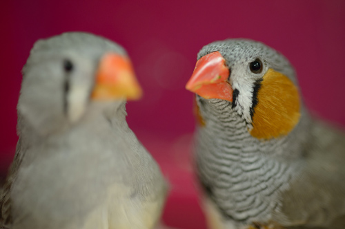 Zebra finches could hold the key to finding the biological source of stuttering. The male finch, right, learns to sing early in life. The female, left, does not sing. Photo by G.L. Kohuth 