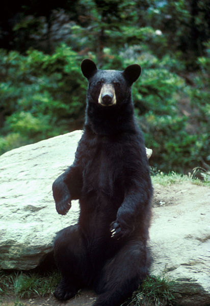 The black bear, Ursus americanus, has returned to Missouri, according to Lori Eggert, associate professor of biological sciences in the University of Missouri’s College of Arts and Science Image credit: Mike Bender/U.S. Fish and Wildlife Service