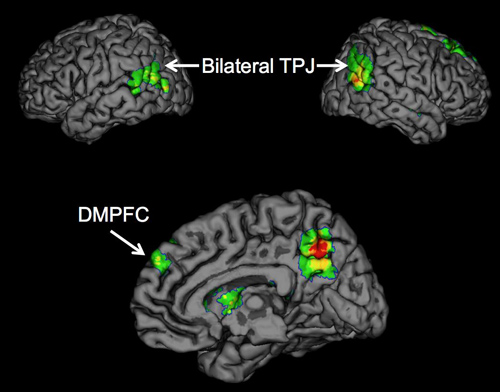 Brain regions TPJ and DMPFC. Psychologists report for the first time that the temporoparietal junction (TPJ) and dorsomedial prefrontal cortex (DMPFC) brain regions are associated with the successful spread of ideas, often called 'buzz.' Image credit: University of California