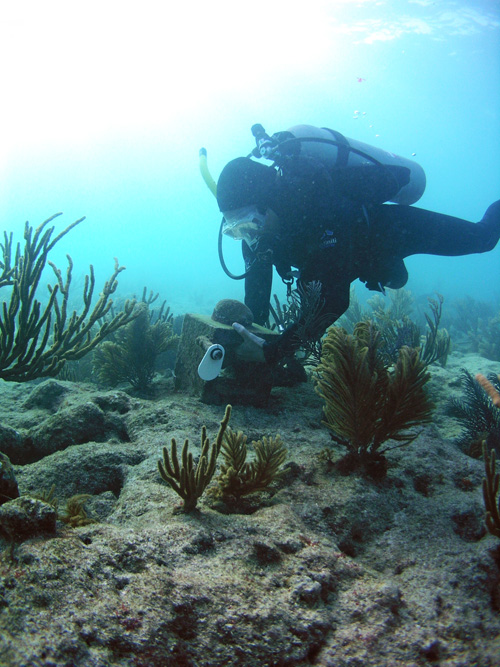 Photo of SCUBA diver working on a clacification station at Fowey Rocks, Biscayne National Park, Florida: Photo credit: Carlie Williams (USGS).