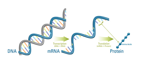 A cell’s DNA carries the instructions, or genes, to make the proteins that are needed to build cell structures and to perform necessary functions. To make a protein, the instructions in the DNA are transcribed, or copied, to a molecule of messenger RNA (mRNA). Other molecules in the cell then help translate those instructions to assemble the protein by stringing together more than 20 different kinds of amino acids in a specific sequence. Messenger RNA provides vital clues about the processes a cell uses to survive, because it shows which genes are being used at a given time. (Illustration by Katherine Joyce, Woods Hole Oceanographic Institution)