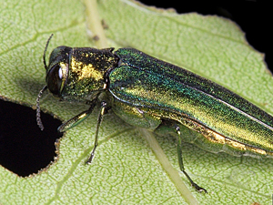 This image by David Cappaert of Michigan State University shows the shimmering colors of the emerald ash borer.