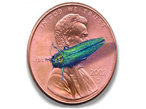 Though destructive, emerald ash borers are tiny, as shown in this image by Howard Russell of Michigan State University.