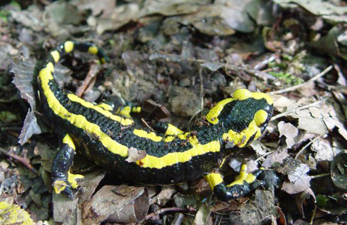 The European Fire Salamander is one of several species of terrestrial vertebrates that could lose many of its populations but may be able to move to adjust its range to a changing climate. (Photo by John J. Wiens)