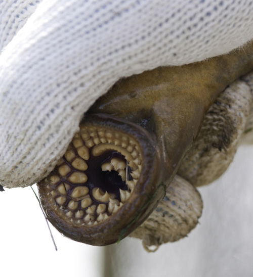 Sea lampreys use their sharp teeth to attach themselves to their prey. A team of MSU scientists is looking for ways to reduce or eliminate the invasive species from the Great Lakes. Photo by Kurt Stepnitz. 