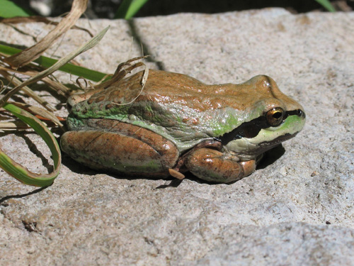 A Pacific chorus frog (Pseudacris regilla) in a meadow located in Lassen Volcanic National Park. Image credit: U.S. Geological Survey