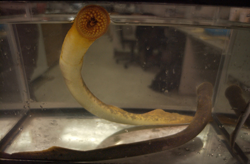 Sea lampreys are a very destructive invasive species. Their presence in the Great Lakes has significantly reduced the numbers of many species of fish, including whitefish. Photo by Daymon J. Hartley. 