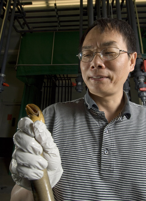 Fisheries and wildlife professor Weiming Li holds a sea lamprey. Li and his team are studying the reproductive habits of the invasive species, hoping to come up with ways to reduce or eliminate it from the Great Lakes. Photo by Kurt Stepnitz. 