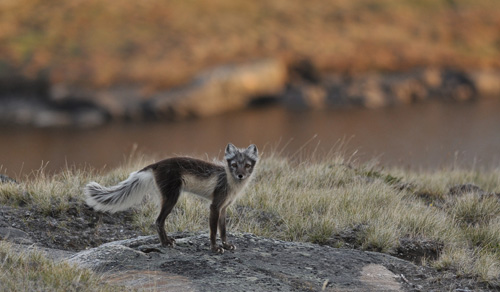 Arctic fox on the tundra of West Greenland. Image credit: Jeff Kerby, Eric Post lab, Penn State Univ.