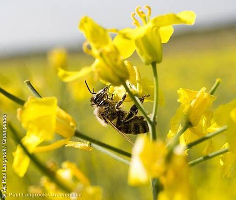 Rape field in full bloom, bees pollinating blossoms. Image Copyright: © Â© Paul Langrock / Greenpeace