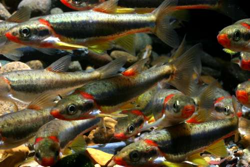 Blackside dace are a type of minnow with a red underbelly and a black stripe down their sides. They are found only in parts of Tennessee, Kentucky, and western Virginia. The image shows a school of Blackside dace. Image credit: J. R. Shute, Conservation Fisheries, Inc