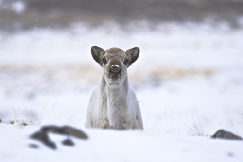 Caribou in early May. Image credit: Jeff Kerby, Eric Post lab, Penn State Univ.