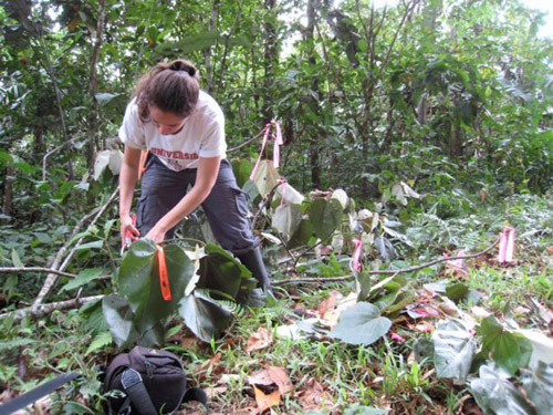 Cathy Hulshoff, a graduate student in Brian Enquist's group, takes measurements on a tree in the rainforest. (Photo courtesy of Lisa Patrick Bentley)