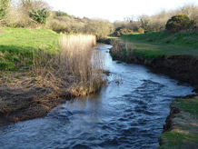 The contaminated waters of the River Hayle in Cornwall which harbours healthy trout. nImage credit: University of Exeter