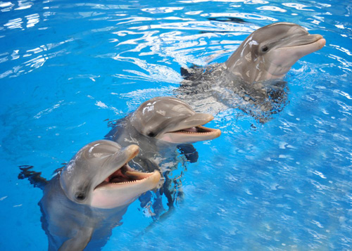 Dolphins have the longest social memory for a non-human species, according to a new UChicago study that examined more than 50 bottlenose dolphins. Jason Bruck, a UChicago postdoctoral scholar, found that dolphins could remember the signature whistles of former tank mates for more than 20 years. Photo by Jim Schulz/Chicago Zoological Society