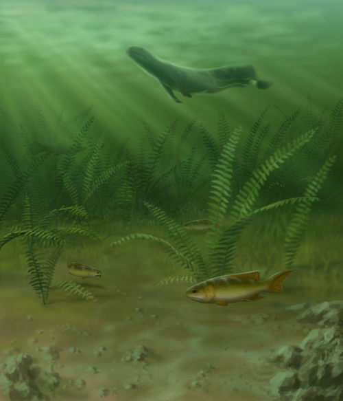 The first-known shell-crushing ray-finned fish, Fouldenia, is shown swimming along the bottom of a tropical freshwater floodplain about 348 million years ago. The Fouldenia fossils came from a site in Scotland that also produced the earliest-known post-extinction tetrapods, four-limbed creatures that later crawled ashore and evolved into amphibians, reptiles, birds and mammals. An early tetrapod is shown at the top of the image. Painting by John Megahan.