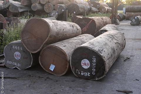 Die Demokratische Republik Kongo hat große Probleme mit dem illegalen Einschlag von Holz. Aufgenommen am: 02.08.2013. Image Copyright: © Greenpeace