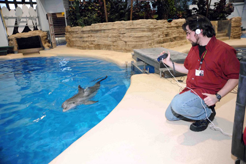 Jason Bruck, PhD'13, records video of a then-four-year-old dolphin named Allison at the Brookfield Zoo. In his study, Bruck played recordings of signature whistles to dolphins that had once lived with each other. He found that dolphins responded significantly more to whistles from animals they once knew. Photo by Jim Schulz/Chicago Zoological Society