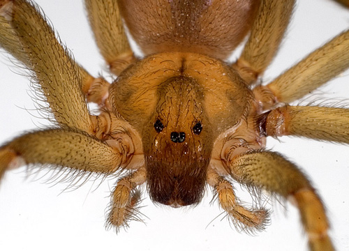 Loxosceles laeta, a South American brown spider, is one of three species whose venom was tested by UA researchers and found to produce a different chemical product than scientists previously believed. (Image credit: Jonathan Coddington)