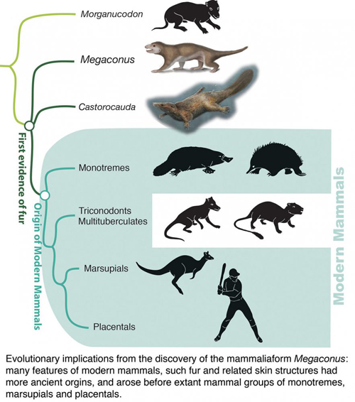 Megaconus is an extinct relative of modern mammals, classified as a “proto-mammal” on the family tree. The 165 million-year-old fossil has exquisitely preserved features, such as hair, which show that its features can be traced back to more distant mammalian ancestors. Image courtesy of Luo Lab