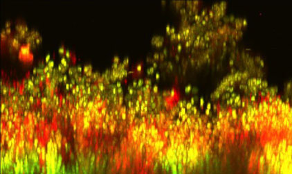 Microspheres (red) permeate the intestinal lining (green) on their way to the bloodstream in this image taken with a two-photon microscope. Eventually, microspheres could carry medication to targeted sites within the body. Image credit: Mathiowitz lab/Brown University