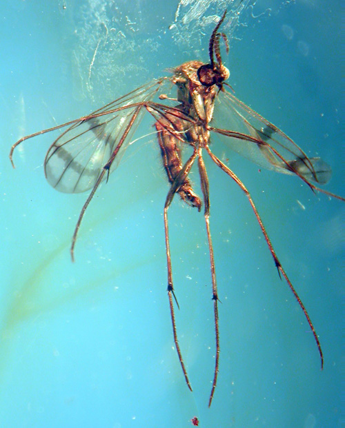 New fly species named Proceroplatus preziosii. Image credit: University of Manchester 