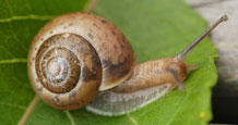 Snail. Image credit: University of Exeter