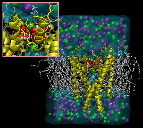 This illustration depicts a simulated potassium channel and its surrounding environment. Potassium ions (green) are unable to pass through because water molecules (red and white) are present inside the protein, locking the channel into an inactivated state. Illustration by Benoit Roux/University of Chicago
