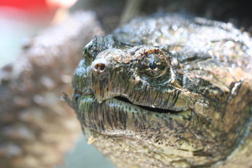 Snapping turtles are animals that can live in almost any aquatic habitat as long as their basic needs for survival are met. Image credit: University of Missouri