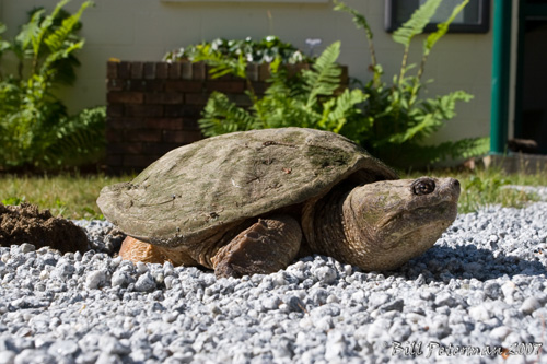 Life in the City. While snapping turtles are not aggressive animals, researchers warn not to approach the animals if they are spotted nearby. Image credit: University of Missouri