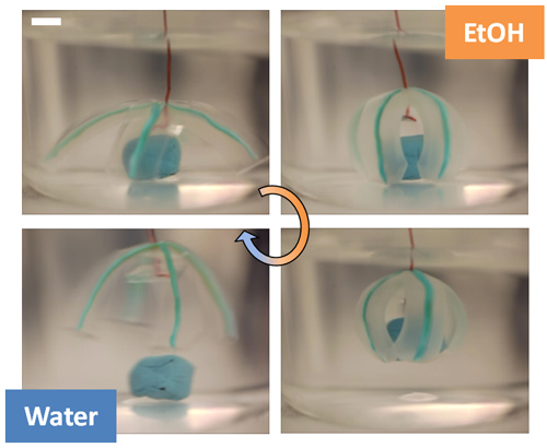 The hydrogel “grabber” can grasp and release objects. Image credit: Orlin Velev