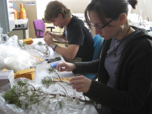 Solving a tree puzzle: Students measure tree parts for the research study. (Photo courtesy of Lisa Patrick Bentley)