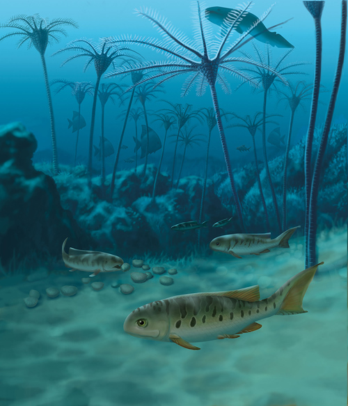 Styracopterus, a later relative of Fouldenia that appeared alongside a host of fish with new body forms about 338 million years ago, is shown at a near-shore reef not far from the site where the Fouldenia fossils were collected. Painting by John Megahan.