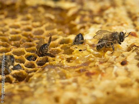 Tote Bienen auf ihrer Wabe. Image Copyright: © Bas Beentjes / Greenpeace