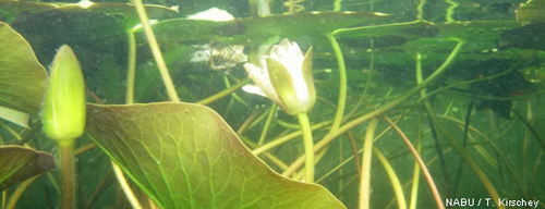 Unter anderem werden die im See vorkommenden Wasserpflanzen bestimmt – wie die Weiße Seerose (Nymphaea alba). Image credit: NABU.de