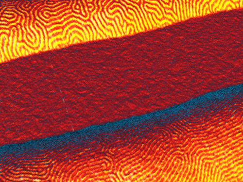 This atomic force microscope image shows two different printed lines of block copolymers, colored and scaled by the microscope’s software. Each block copolymer has a different molecular weight and therefore has a different size and spacing of its structural components. The repeating structures at left have a spacing of 41 nanometers, while those at right have spacing of 27 nanometers. Image courtesy of Serdar Onses/University of Illinois-Urbana