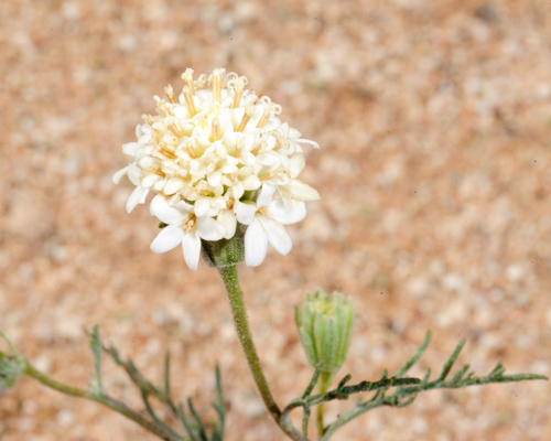 Blooming Chaenactis stevioides, one of the desert native species on which Li focuses his research. (Image courtesy of Max Li)