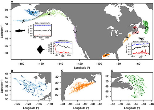 The researchers found a "complex mosaic" of climate velocity and species movement in nine areas central to North American fishing industries (above from left to right): the Aleutian Islands (light blue); the eastern Bering Sea (blue); the Gulf of Alaska (light green); the West Coast (purple); the Gulf Coast (orange); the Northeast (peach); Nova Scotia (pink); the southern Gulf of St. Lawrence (red); and Newfoundland (green). The insets (image A) show shifts in the maximum (blue), average (black) and minimum (red) latitude during the period studied for Pacific cod in the Gulf of Alaska, big skate on the West Coast and American lobster in the Northeast. The close-ups of the Eastern Bering Sea (B), the Gulf Coast (C) and Newfoundland (D) show the nuances of regional animal movements that global-scale models often miss. (Image by Science/AAAS)