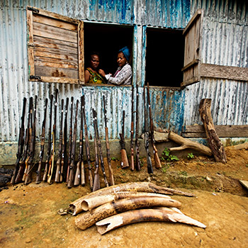 Elfenbein-Wilderei in Gabun. Image credit: © James Morgan / WWF Canon