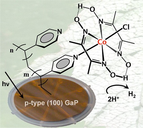 Grafting molecular cobalt-containing hydrogen production catalysts to a visible-light-absorbing semiconductor exploits the UV-induced immobilization chemistry of vinylpyridine to p-type (100) gallium phosphide (GaP). Image credit: Berkeley Lab