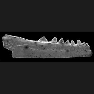 one of the Vellberg jaws. Image credit: Marc Jones