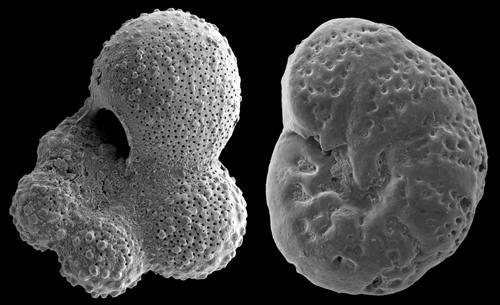 Organisms MacLeod studied. In the study, MacLeod examined fossils of organisms that lived 90 million years ago. This photo is an image from a Scanning electron microscope of a planktic (left) and benthic (right) foraminifera from Tanzania. Both shells are less than 0.5 millimeters across. Image credit: University of Missouri