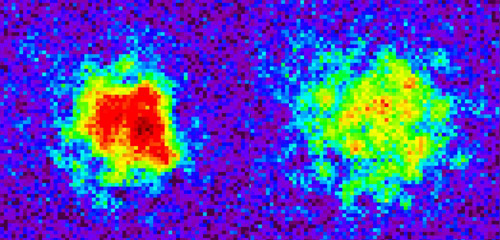 The image at left shows the density of atoms at the beginning of an experiment simulating the evolution of the universe following the big bang. The predominance of red in this image indicates the higher central density of ultracold atoms in a vacuum chamber at the beginning of the experiment. The red cloud of atoms measures approximately 10 microns by 10 microns—smaller than the diameter of a human hair. Eighty milliseconds after the simulated big bang, the atoms have become much less concentrated in the experimental vacuum chamber, as indicated (at right) by the color gradation from red to yellow, green, blue and purple in the density map.Illustration by Chen-Lung Hung