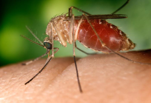 Known as a vector for the West Nile virus, this Culex quinquefasciatus mosquito has landed on a human finger. Eliminating puddles and small containers of water can greatly reduce this mosquito's population. (Photo credit: CDC/Jim Gathany)