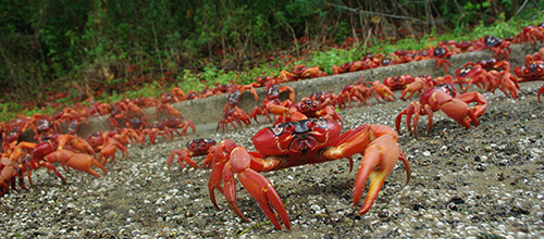 Each year, millions of Christmas Island red crabs make a two-week journey to the coast to mate. The migration begins in November at the start of the rainy season, and female crabs must release their eggs into the ocean before the morning of the high tide that precedes the December new moon. The researchers found that a late or light rainy season can delay or entirely cancel this meticulous process. Photo by Allison Shaw, Department of Ecology and Evolutionary Biology